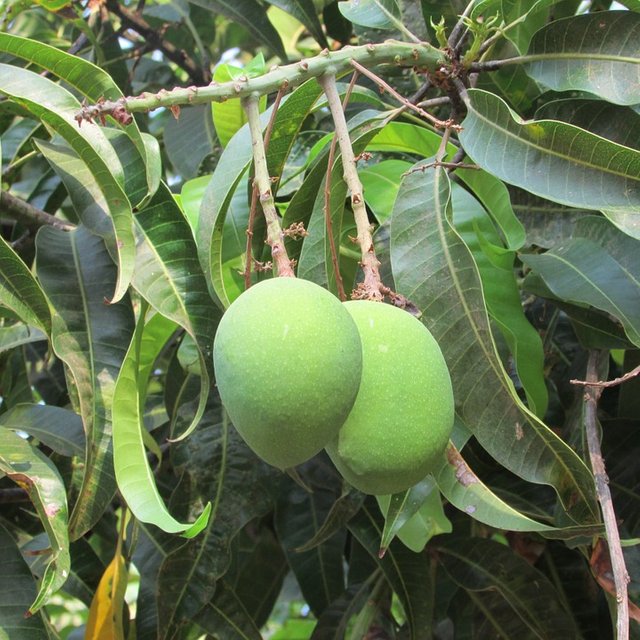 mangos-306593_960_720.jpg