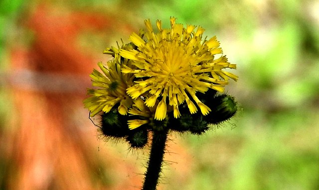 Hawkweed 1.jpg