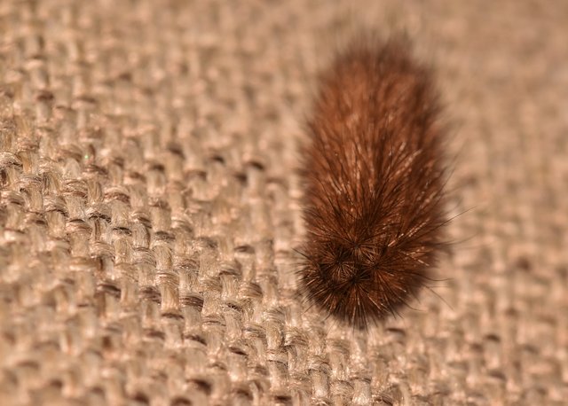 caterpillar hairy 2.jpg