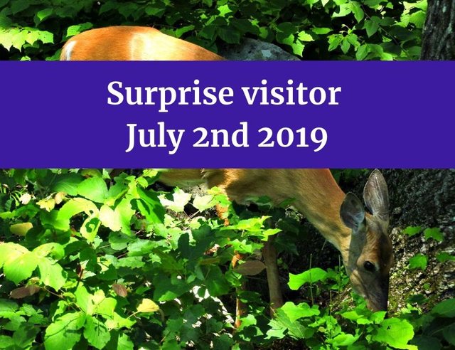Surprise visitor July 2nd 2019 blog thumbnail.jpg