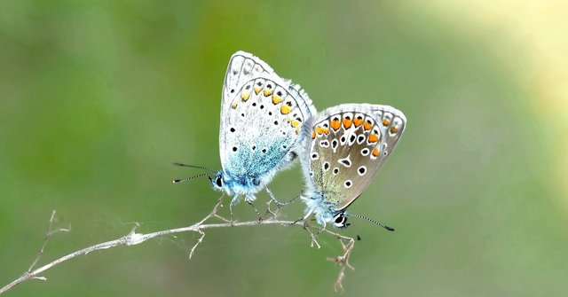 lycaenidae-restharrow-butterflies-polyommatus-icarus-158732.jpeg