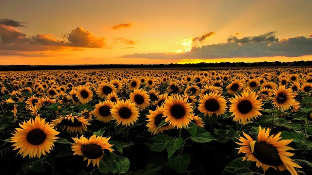 sunflower-wallpapers-28063-2588279.jpg