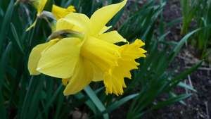 Daffodil.jpg