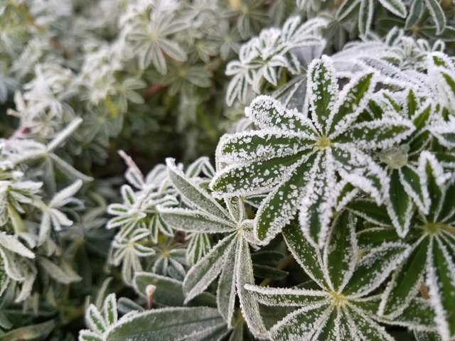 frost-native-lupine.jpg