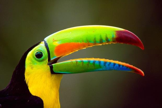 tucan2.jpg