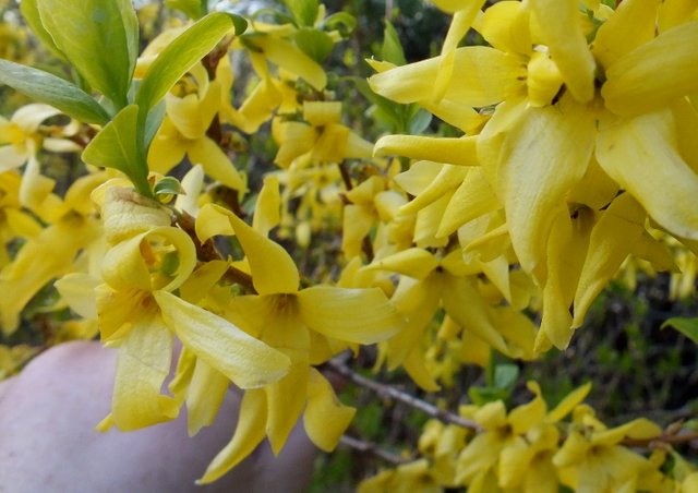 0980-Forsythia.jpg