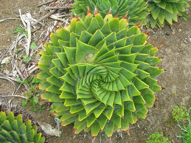 1024px-Aloe_polyphylla_Schönland_ex_Pillans.jpg