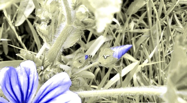 Flower Photography B&W Blue Hairy Cone Purple Unk Flower Close-up May 28 2017.jpg