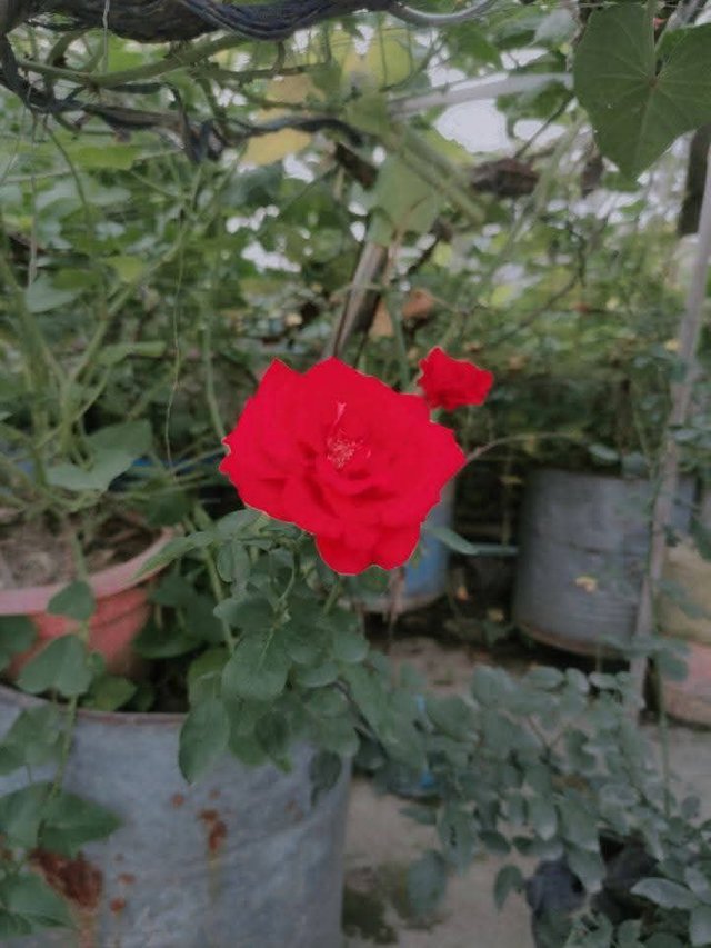 1000041095.jpg