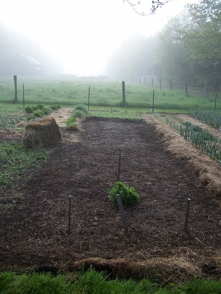 Big garden - onion area almost weeded crop May 2019.jpg