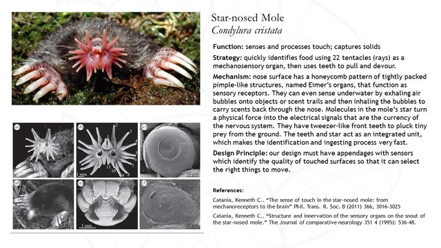 Biomimicry Function Card Star-nosed Mole, Tigrilla Gardenia