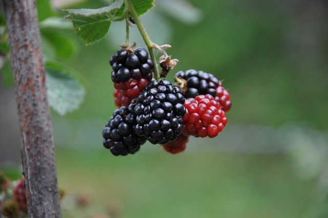 red-1277538_1280.jpg