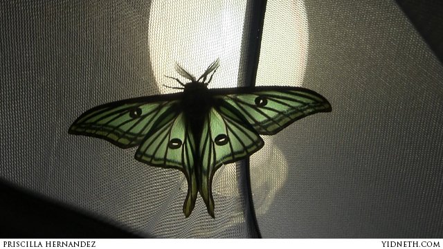 This Spanish moon moth is flaunting his good looks in the handful of days  he has left to live. Unable to eat after emer…