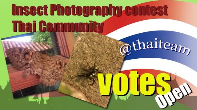 insect Photography vote.png