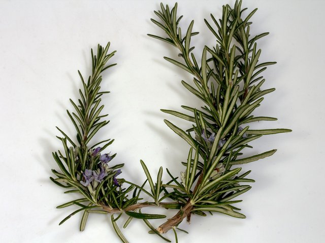 Rosemary.jpg