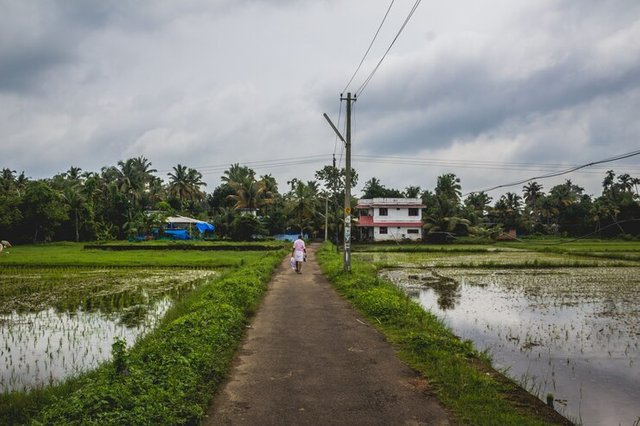 man-walking-along-long-road-back-his-home-with-rice-fields-both-sides_1353-199.jpg