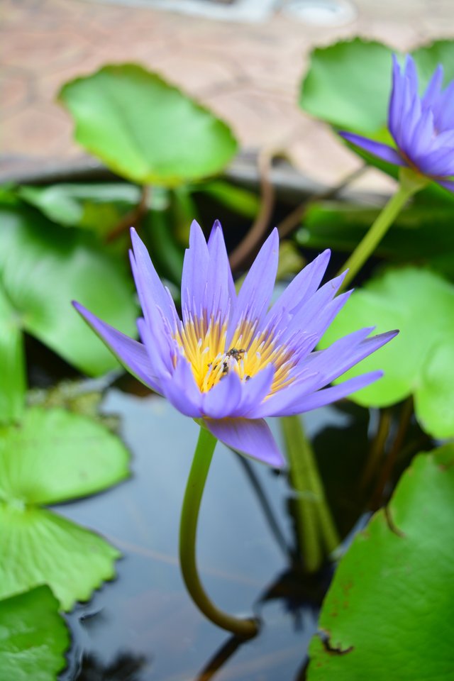 blue-flowers-daylight-lotus.jpg