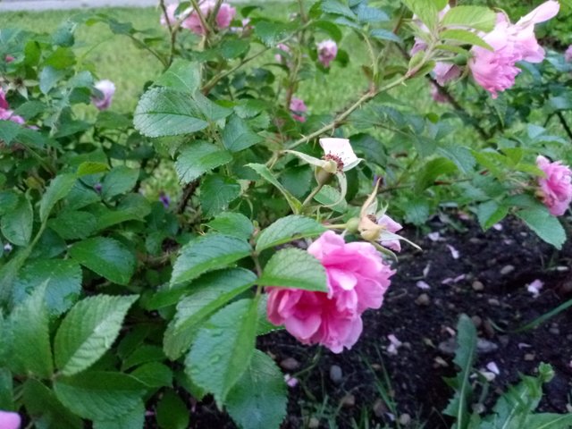 IMG_20250701_205628_773.jpg