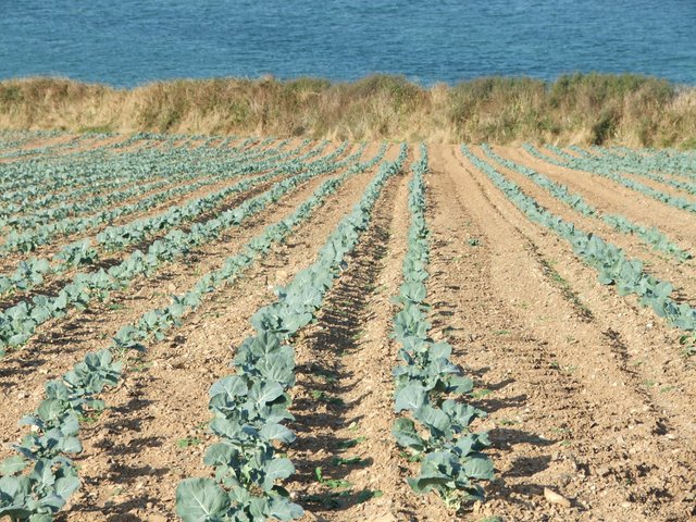 field of brussel sprouts by the sea.jpg