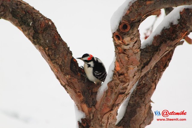 PFW0110.JPG Downy Woodpecker