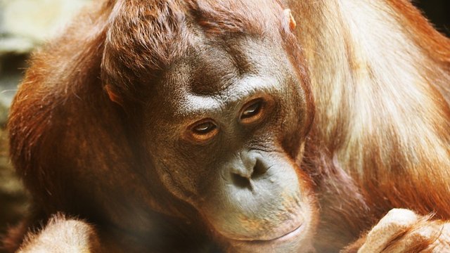 orangutan-1421781_960_720.jpg