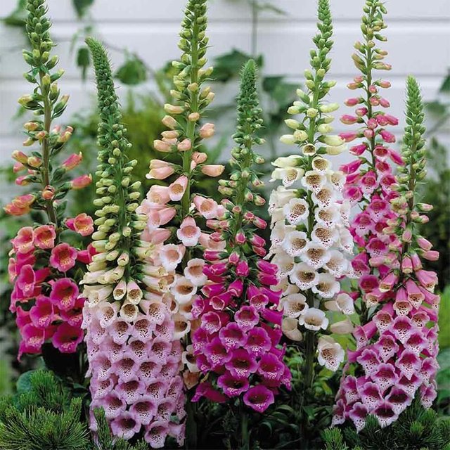 Digitalis purpurea 'Excelsior Mix' (Foxglove, Mixed - Excelsior Mix) - 5LB.jpeg