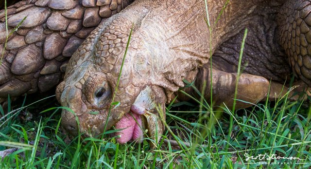 African spurred tortoise-4.jpg