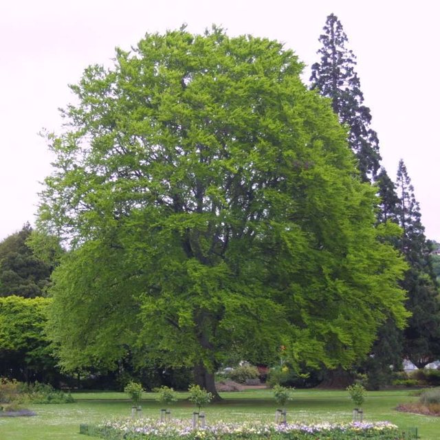 heimische-buche-fagus-sylvatica.jpg