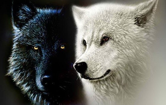 lobo-blanco-y-lobo-negro.jpg