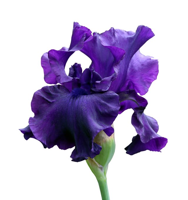 BLUE IRIS.jpg