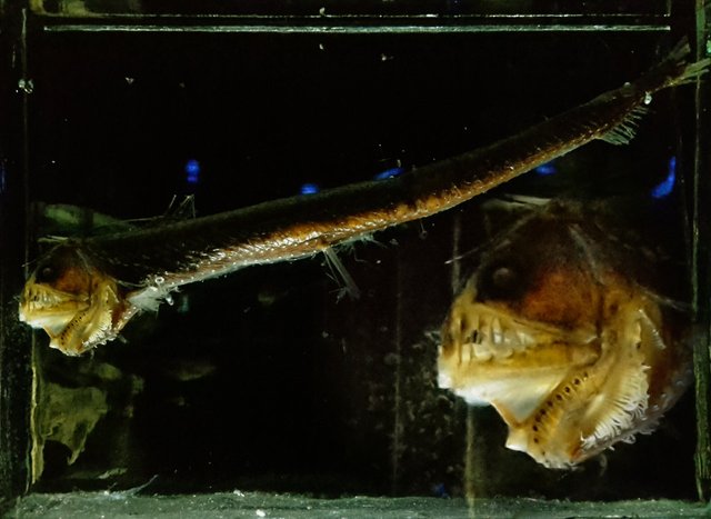 NHM Sloane's Viperfish2.jpg