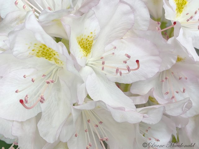 white rhododendron.jpg
