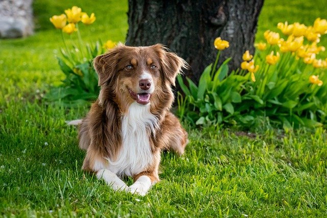 australian-shepherd-7176981_640.jpg