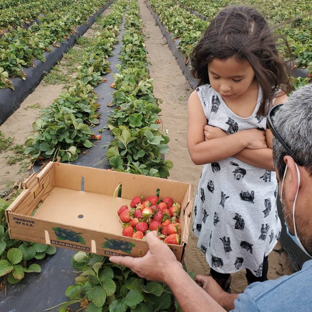 yunairy fresas.jpg