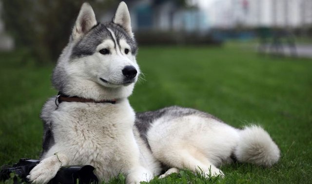 The-Siberian-Husky.jpg