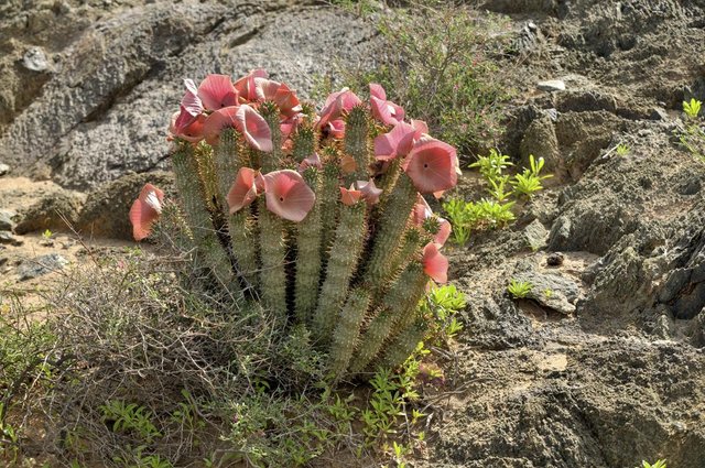 1200-1001-hoodia-photo1.jpg