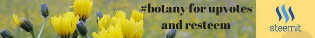 #botany for upvotes and resteem1.jpg