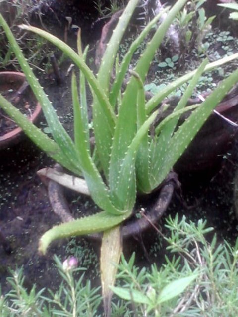 10.-Aloe-vera.jpg