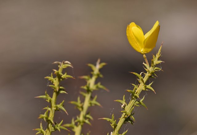 Gorse bush yellow flower 2.jpg