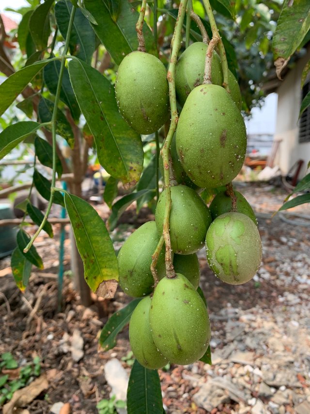 fruit1.jpg
