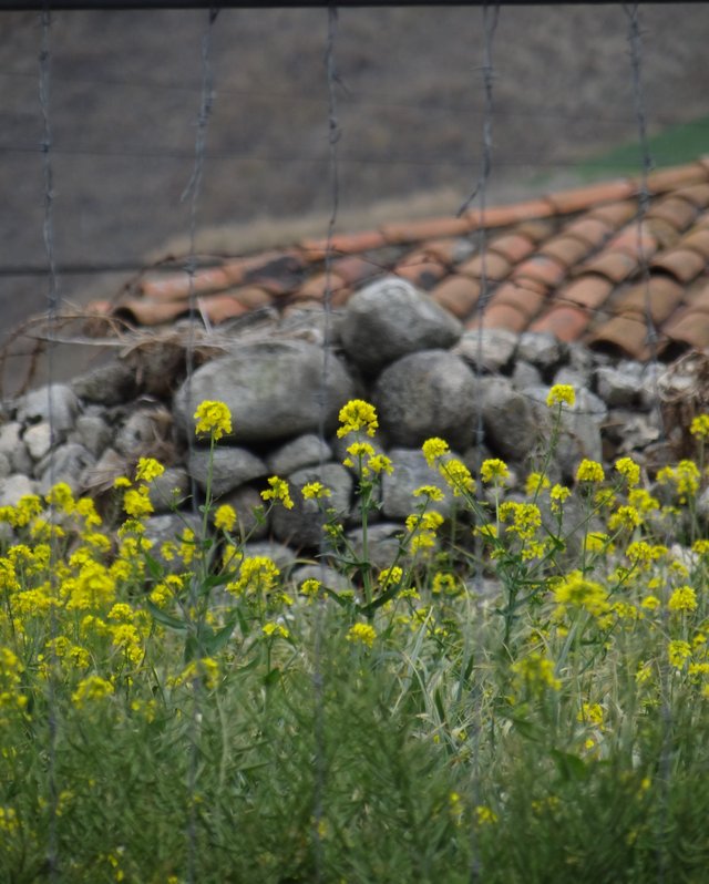 Tahiasencillayhumilde.JPG