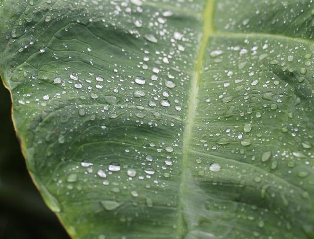 plant leaf drops.jpg