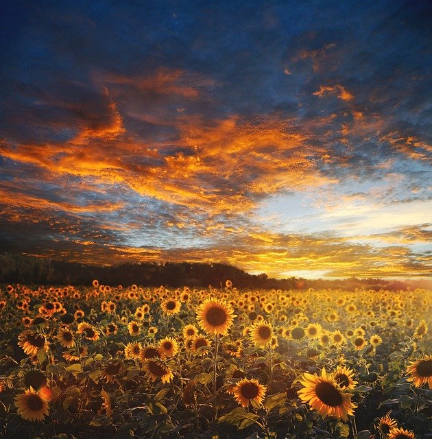 sunflower-field-730446_640.jpg
