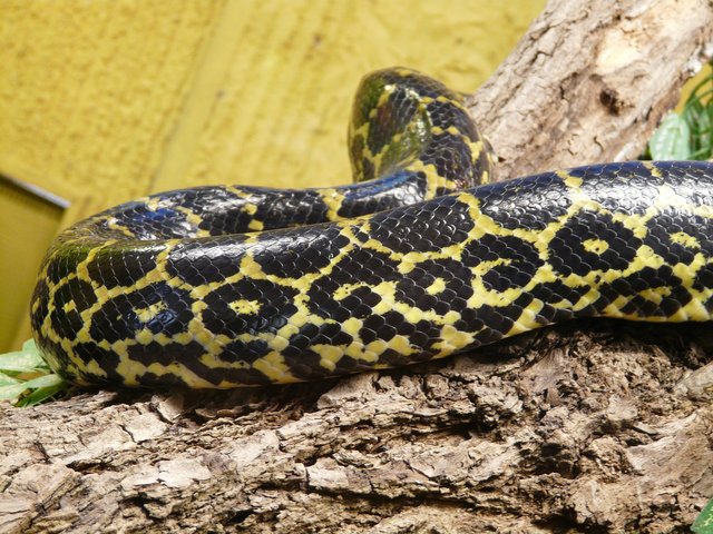 yellow-anaconda-53997_1920.jpg