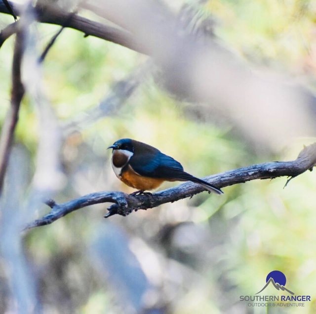 Easten spinebill.jpg