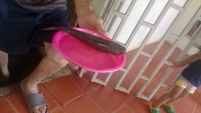 el pescadito que escogio mi hijo.jpg