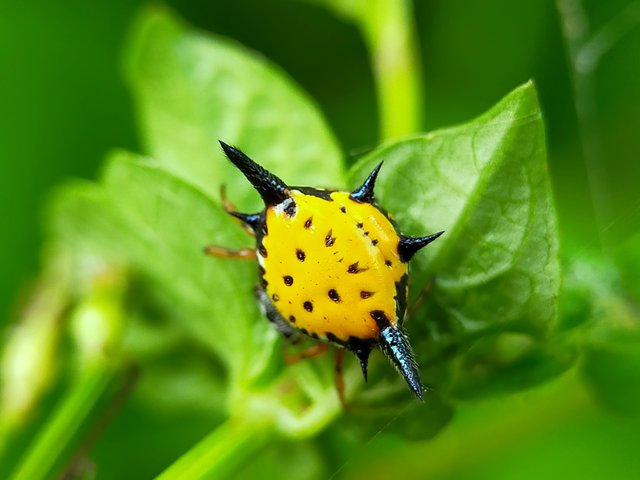 Horned Spider (18).jpg