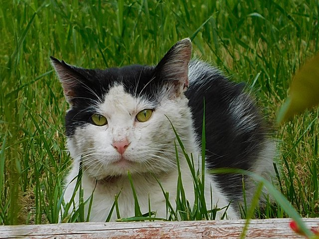 dailypetphotography, cat, pet, adsactly, jeronimo rubio, 2018, life, love, pets (433).JPG