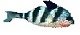 smal striped fish for resources.jpg