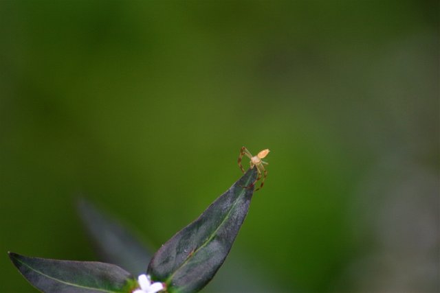 spider on flower.jpg